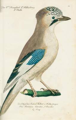 Bild Nr.3: 131-1393 Frisch,J.L.: (Zoologie, Vögel)