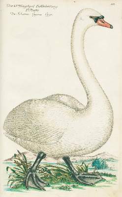 Bild Nr.5: 131-1393 Frisch,J.L.: (Zoologie, Vögel)
