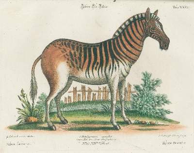 Bild Nr.16: 131-1395 Seligmann,J.M.: (Zoologie, Vögel)