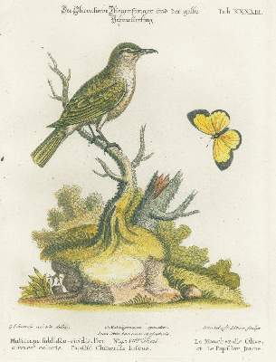 Bild Nr.18: 131-1395 Seligmann,J.M.: (Zoologie, Vögel)