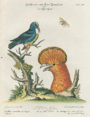 Bild Nr.19: 131-1395 Seligmann,J.M.: (Zoologie, Vögel)