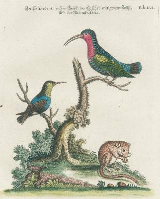 Bild Nr.20: 131-1395 Seligmann,J.M.: (Zoologie, Vögel)