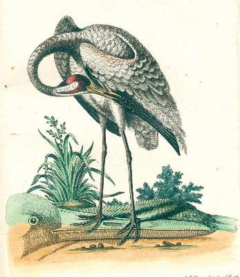 Bild Nr.4: 131-1395 Seligmann,J.M.: (Zoologie, Vögel)