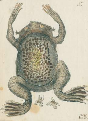 Bild Nr.1: 131-1397 Zoologie.: (Zoologie)