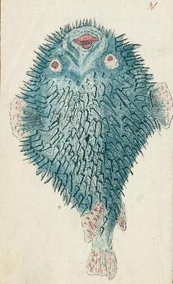 Bild Nr.4: 131-1397 Zoologie.: (Zoologie)