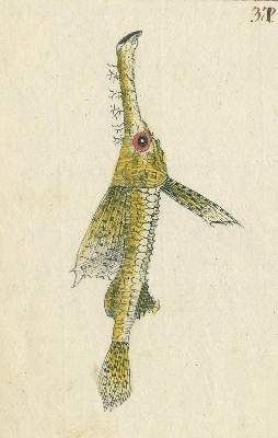 Bild Nr.5: 131-1397 Zoologie.: (Zoologie)