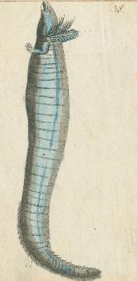 Bild Nr.6: 131-1397 Zoologie.: (Zoologie)