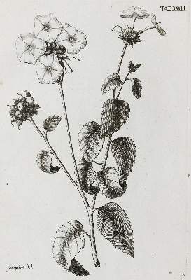 Bild Nr.1: 131-1487 Jacquin,N.J.v.: (Amerika, Botanik)