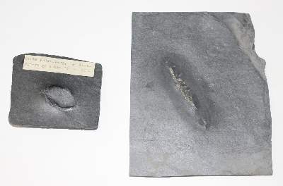 Bild Nr.3: 131-1855 Fossilien Grube Katzenberg.: (Varia)
