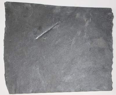 Bild Nr.5: 131-1855 Fossilien Grube Katzenberg.: (Varia)