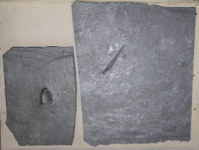 Bild Nr.6: 131-1855 Fossilien Grube Katzenberg.: (Varia)