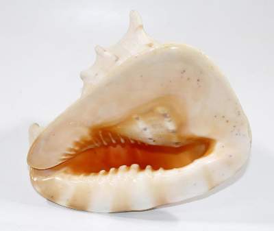 Bild Nr.2: 131-1865 Große Meeresschnecke: (Varia, Kameen)