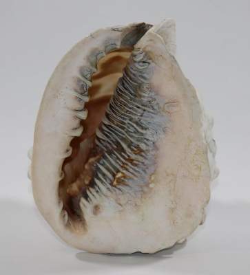 Bild Nr.2: 131-2247 Geschnitzte: (Schmuck, Gemmen und Kameen)