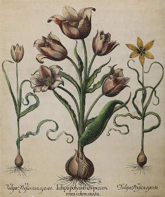 Bild Nr.1: 131-2411 Besler.: (Varia, Botanik)