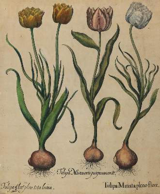 Bild Nr.2: 131-2411 Besler.: (Varia, Botanik)