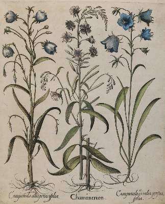 Bild Nr.4: 131-2411 Besler.: (Varia, Botanik)