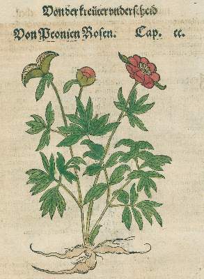 Bild Nr.1: 131-2413 Bock,H.: (Varia, Botanik)