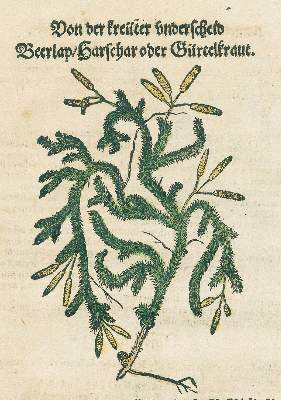 Bild Nr.2: 131-2413 Bock,H.: (Varia, Botanik)