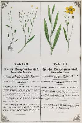 Bild Nr.1: 131-2414 Botanik.: (Varia, Botanik)