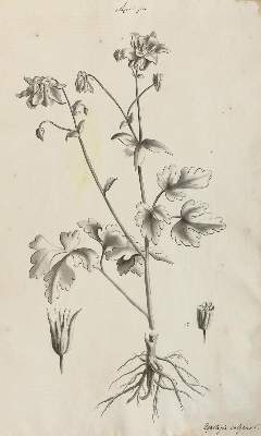 Bild Nr.1: 131-2418 Sammlung: (Varia, Botanik)