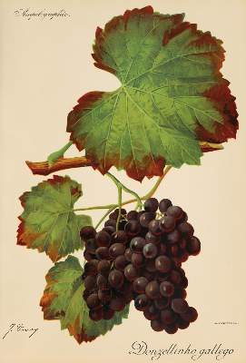 Bild Nr.1: 131-2419 Weintrauben.: (Varia, Botanik)