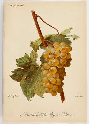Bild Nr.2: 131-2419 Weintrauben.: (Varia, Botanik)