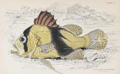 Bild Nr.1: 131-2540 Sammlung: (Varia, Zoologie, Fische)