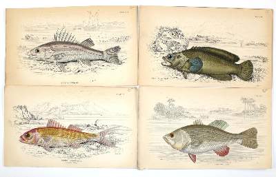 Bild Nr.2: 131-2540 Sammlung: (Varia, Zoologie, Fische)