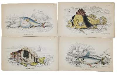 Bild Nr.3: 131-2540 Sammlung: (Varia, Zoologie, Fische)