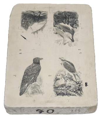 Bild Nr.2: 131-2542 Lithographiestein: (Varia, Zoologie)