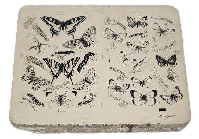 Bild Nr.1: 131-2543 Lithographiesteine: (Varia, Zoologie)