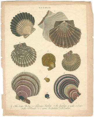 Bild Nr.1: 131-2544 Muscheln.: (Varia, Zoologie)