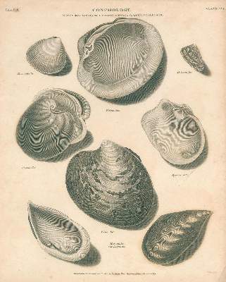 Bild Nr.2: 131-2544 Muscheln.: (Varia, Zoologie)