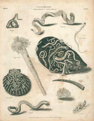Bild Nr.3: 131-2544 Muscheln.: (Varia, Zoologie)