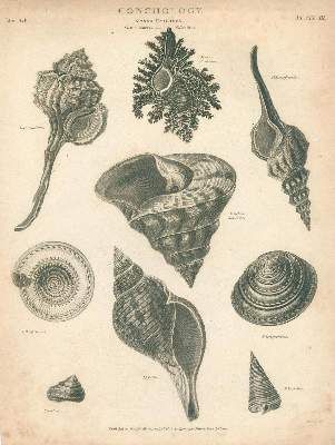 Bild Nr.4: 131-2544 Muscheln.: (Varia, Zoologie)