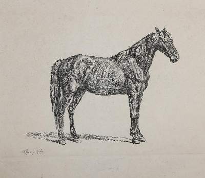Bild Nr.1: 131-2545 Pferde.: (Varia, Zoologie)