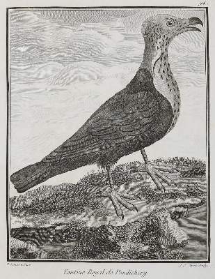 Bild Nr.1: 131-2546 Vögel.: (Varia, Zoologie)