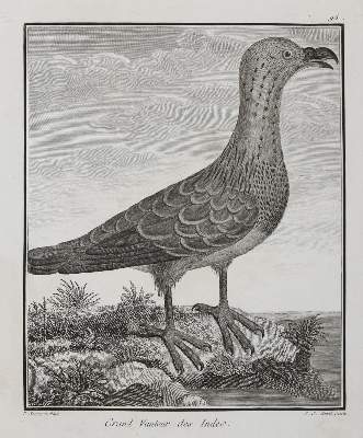 Bild Nr.21: 131-2546 Vögel.: (Varia, Zoologie)
