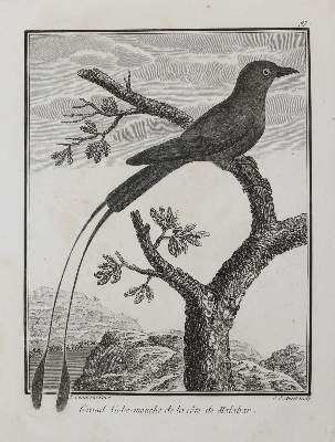 Bild Nr.22: 131-2546 Vögel.: (Varia, Zoologie)