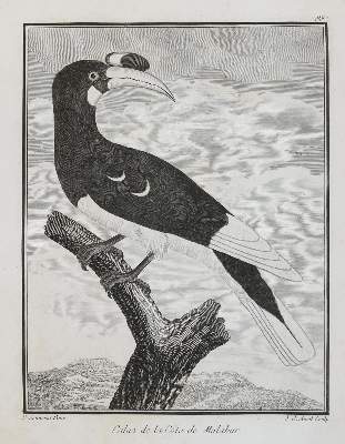 Bild Nr.24: 131-2546 Vögel.: (Varia, Zoologie)
