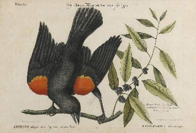 Bild Nr.8: 131-2546 Vögel.: (Varia, Zoologie)