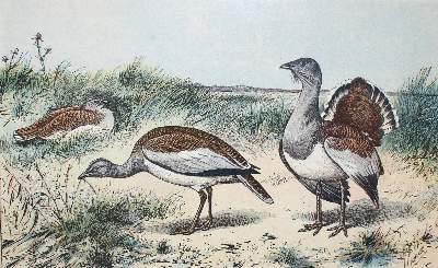 Bild Nr.2: 131-2547 Mahler,P.: (Varia, Zoologie, Vögel)