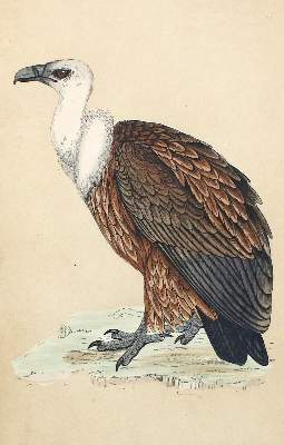 Bild Nr.1: 131-2548 Sammlung: (Varia, Zoologie, Vögel)