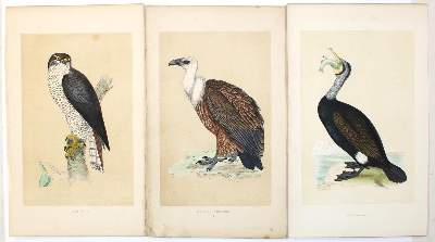 Bild Nr.2: 131-2548 Sammlung: (Varia, Zoologie, Vögel)
