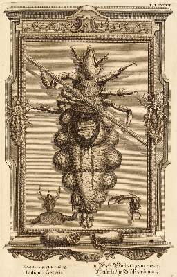 Bild Nr.1: 131-264 Scheuchzer,J.J.: (Alte Drucke, Handschriften und Theologie)