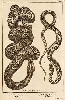Bild Nr.5: 131-264 Scheuchzer,J.J.: (Alte Drucke, Handschriften und Theologie)