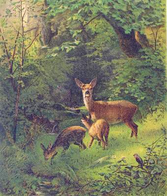 Bild Nr.2: 131-3366 Kröner, Christian Johann: (Künstlergraphik)
