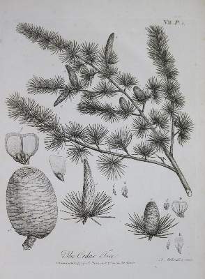 Bild Nr.1: 131-523 Evelyn,J.: (Land- und Forstwirtschaft, Forstwirtschaft)