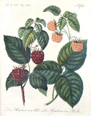Bild Nr.1: 131-524 Allgemeines Teutsches Garten-Magazin: (Land- und Forstwirtschaft, Garten)