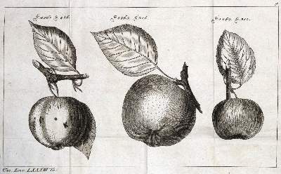 Bild Nr.1: 131-526 Krünitz,J.G.: (Land- und Forstwirtschaft, Garten, Obstbau)